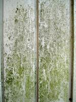 Milde vintre og fuktig vær gir gode vekstbetingelser for alger og annen begroing på fasaden. 
