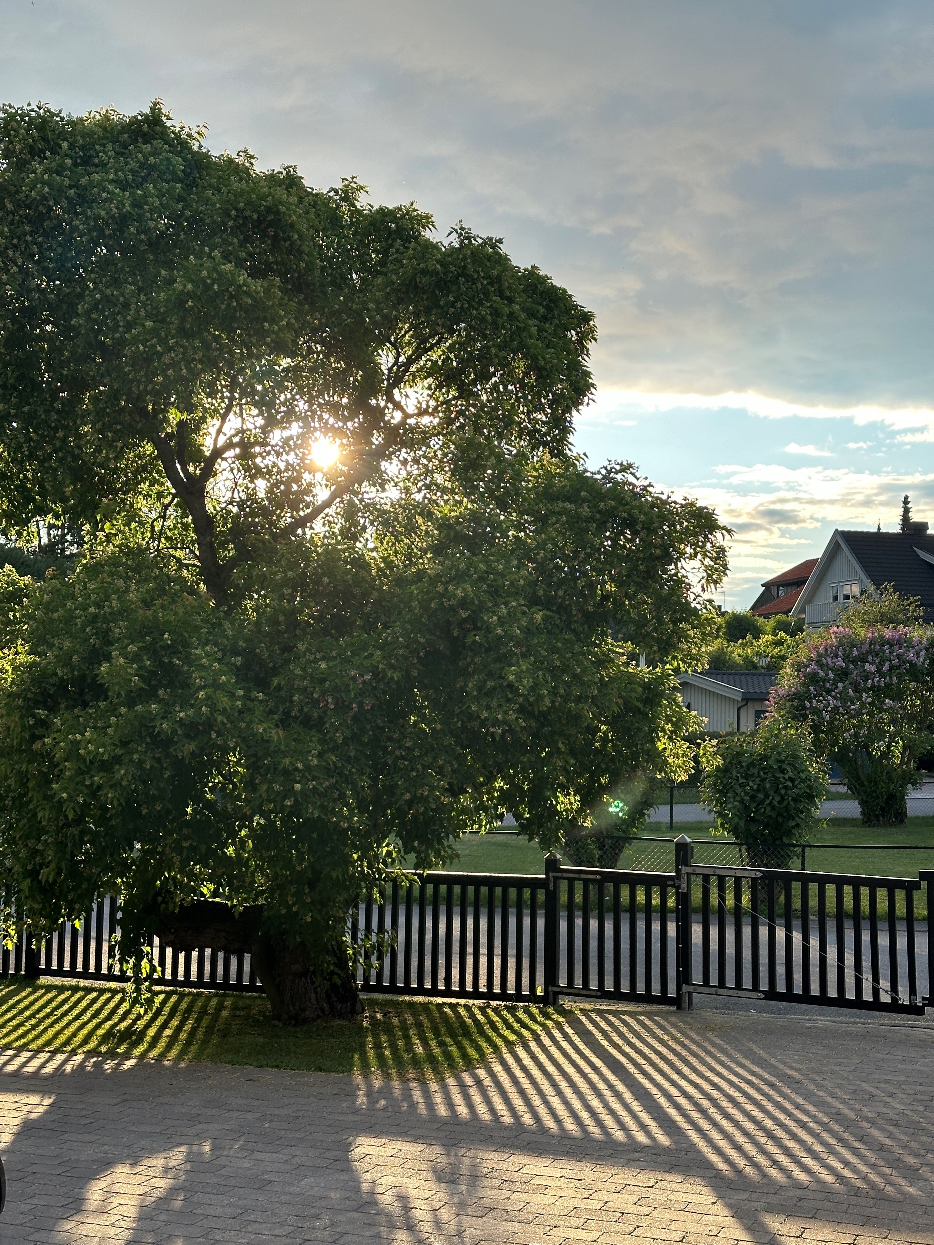 svart gjerde tre solnedgang