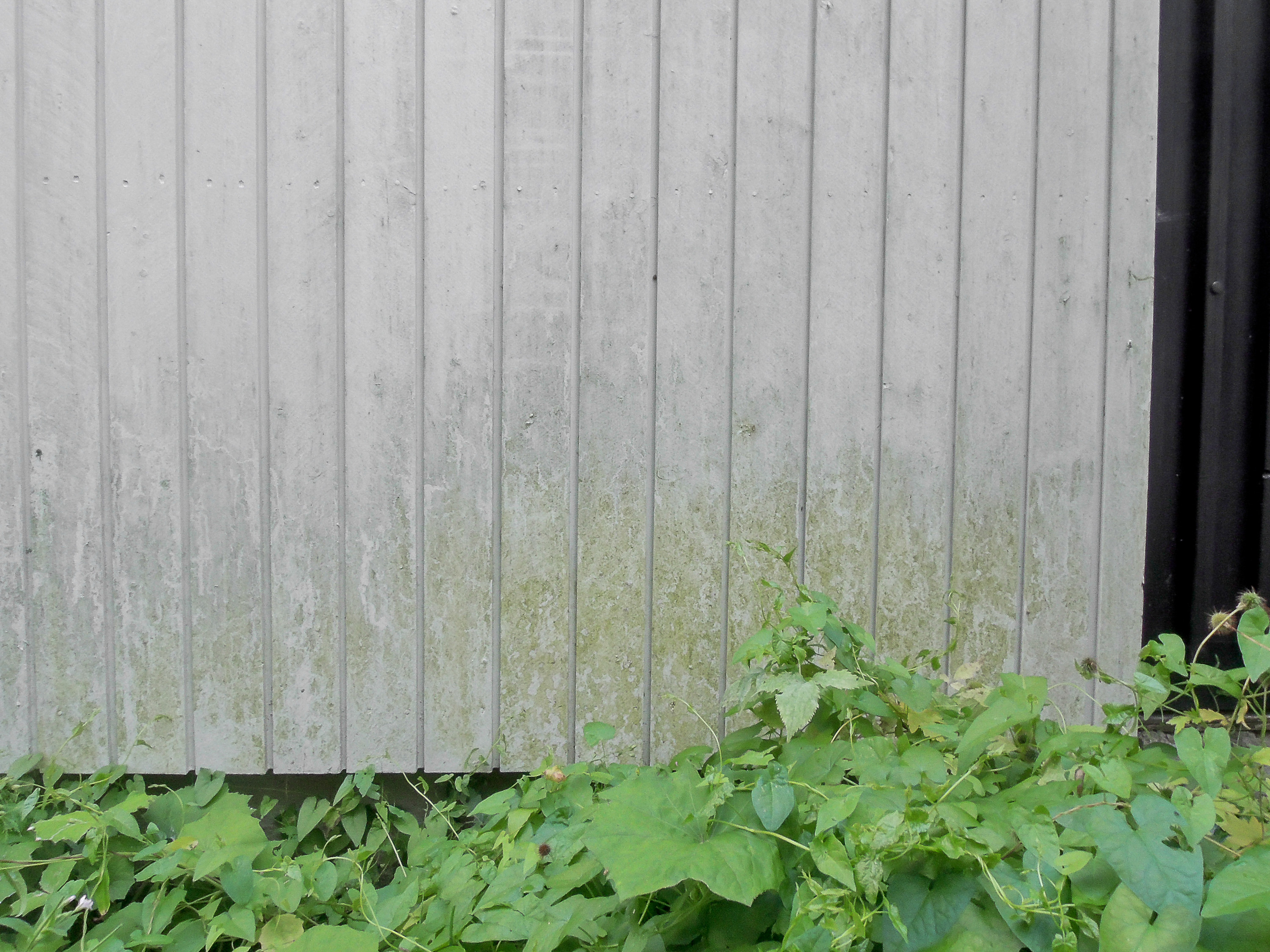 svertesopp og grønske på kledning 