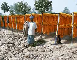 November i Bhadoi: Garnet tørkes ute i friluft.