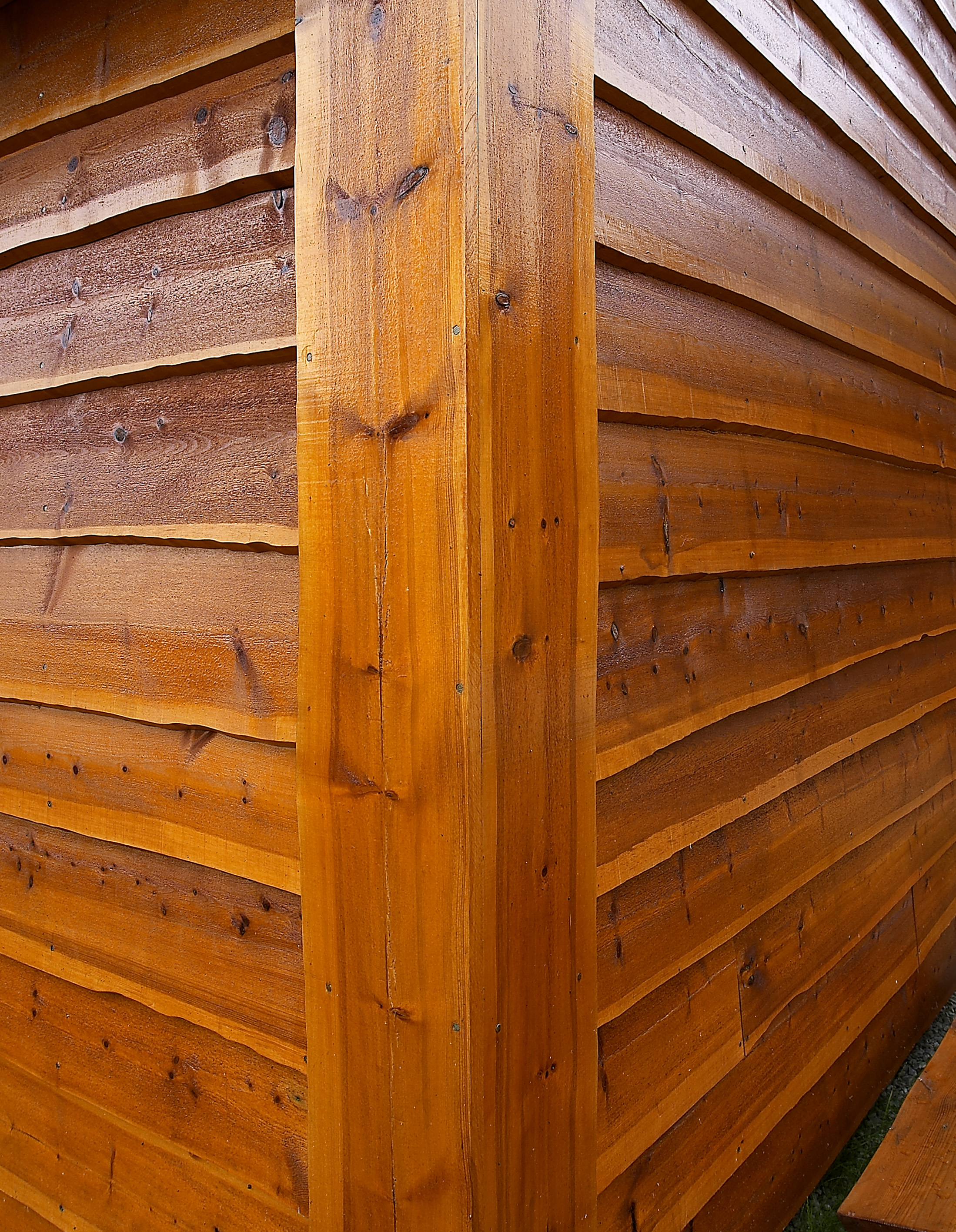 Tj&aelig;rebeis har en h&oslash;yere glans.