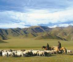 Ull til Tibet-tepper blir hentet fra sauer som helårsbeiter i 3-4.000 meters høyde på det tibetanske platå. Det gir noe av verdens beste ull til teppeproduksjon.