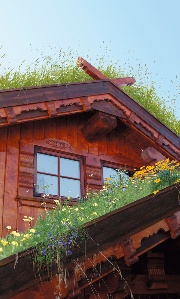 Oljebeisen har halvmatt glans.