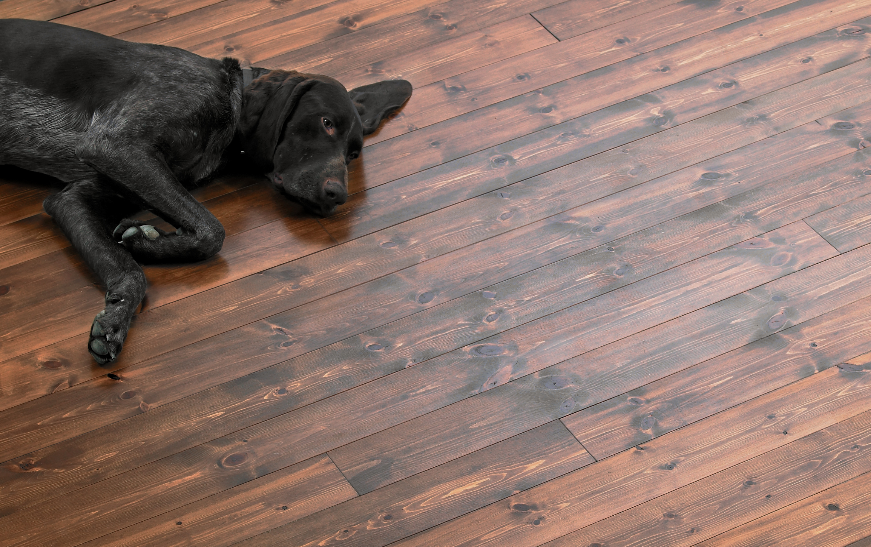 Kan jeg pigmentere lakken?