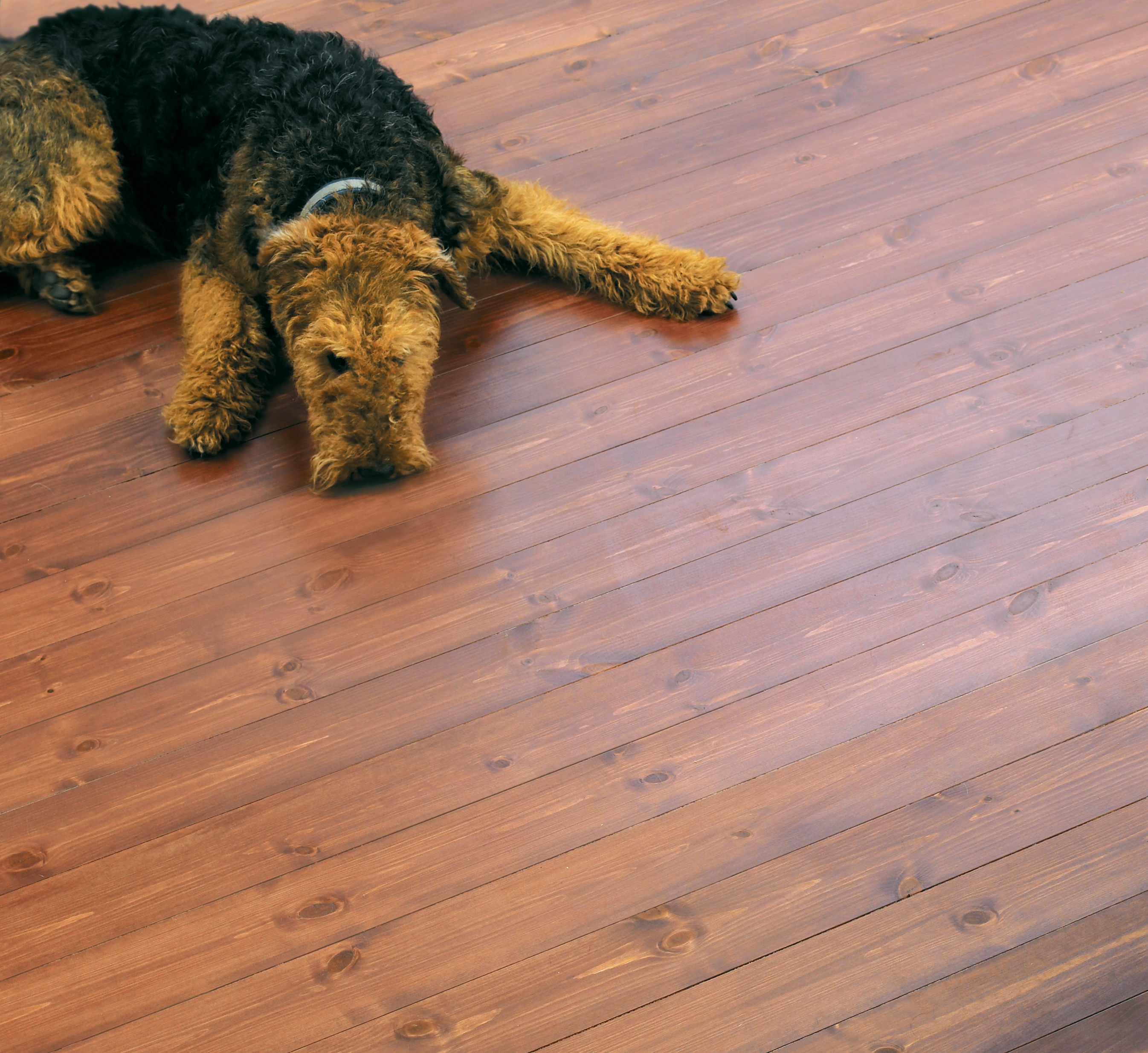 Fra furu til eksotisk for en rimelig penge