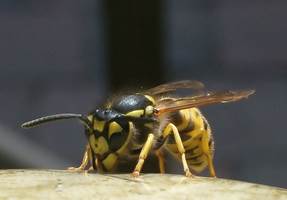 <b>PÅ SITT MESTE:</b> Veps holder bestanden av mygg og fluer nede. I tillegg fungerer de som pollinatorer. Bestanden når sitt maksimale på sensommeren.