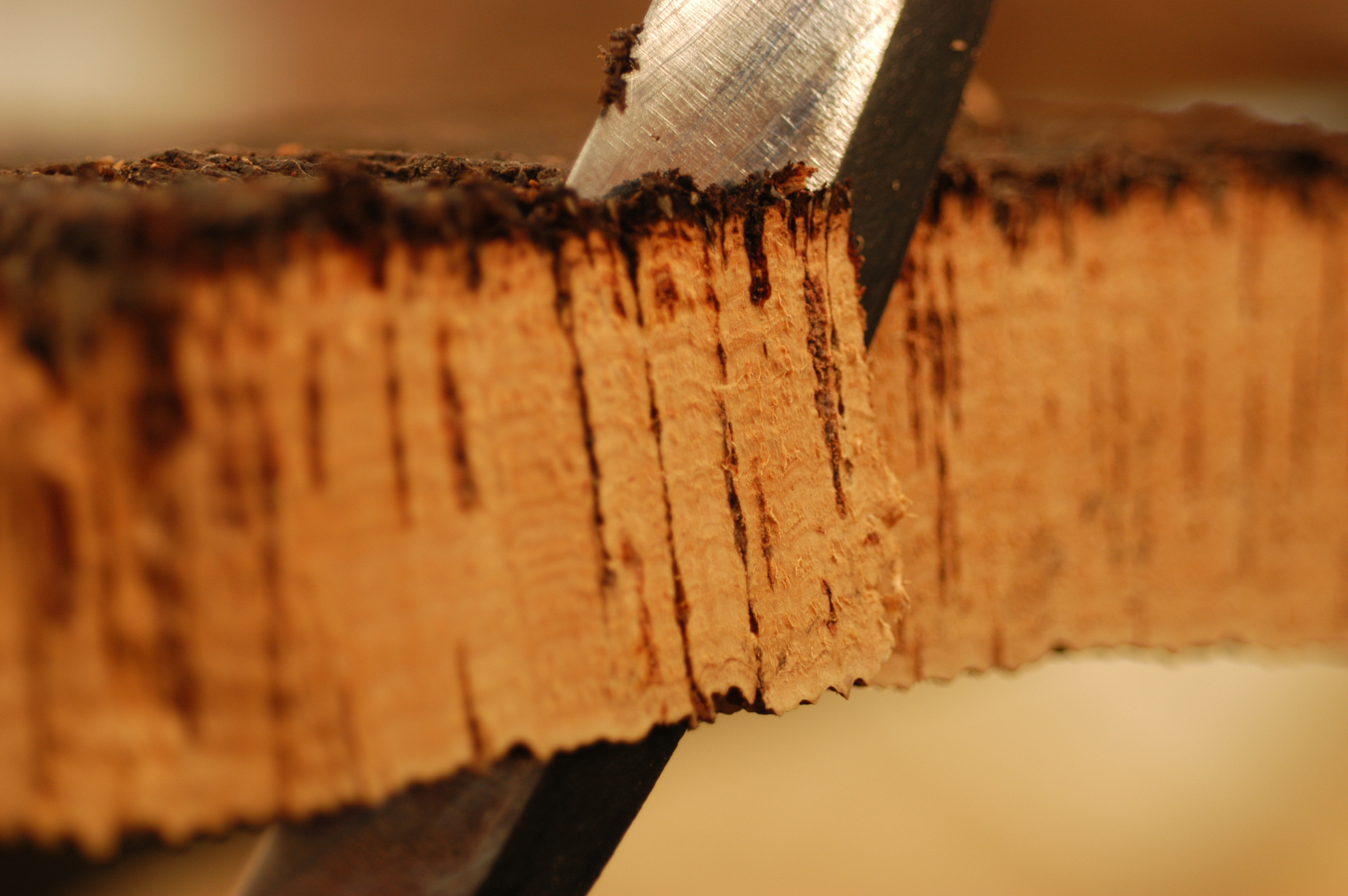 Bark fra korkeiken består til 60 prosent av luft. 