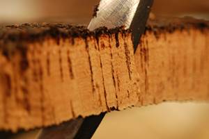 Bark fra korkeiken består til 60 prosent av luft. 